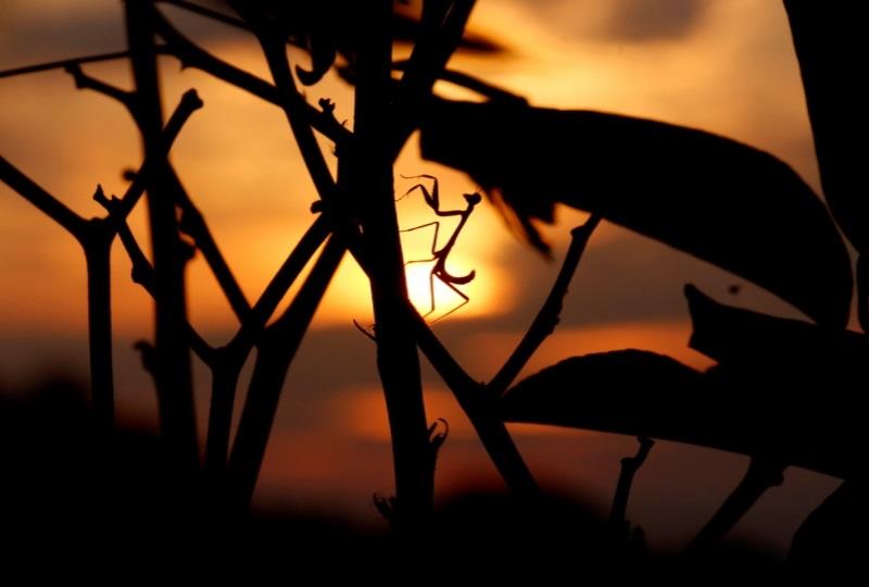  Fotografia de Cezar Magalhães participa de exposição solidária na Espanha