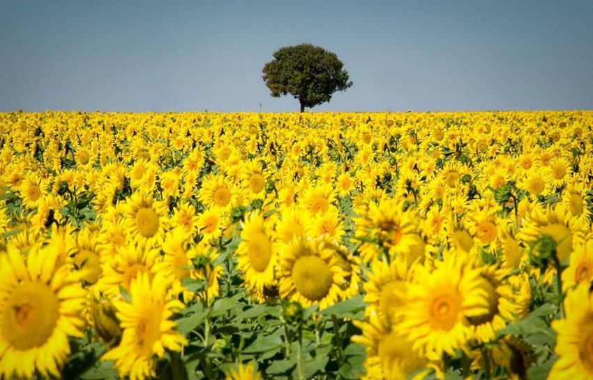  Para não dizer que não falamos de “flores”: uma sexta-feira com aquelas notícias que todo ama ver aqui no site