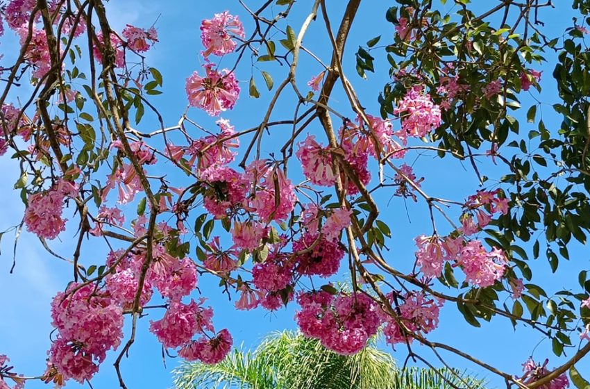  O site fala de flores também e publica esclarecimentos da coluna Linha Direta do jornal Diário do Pará